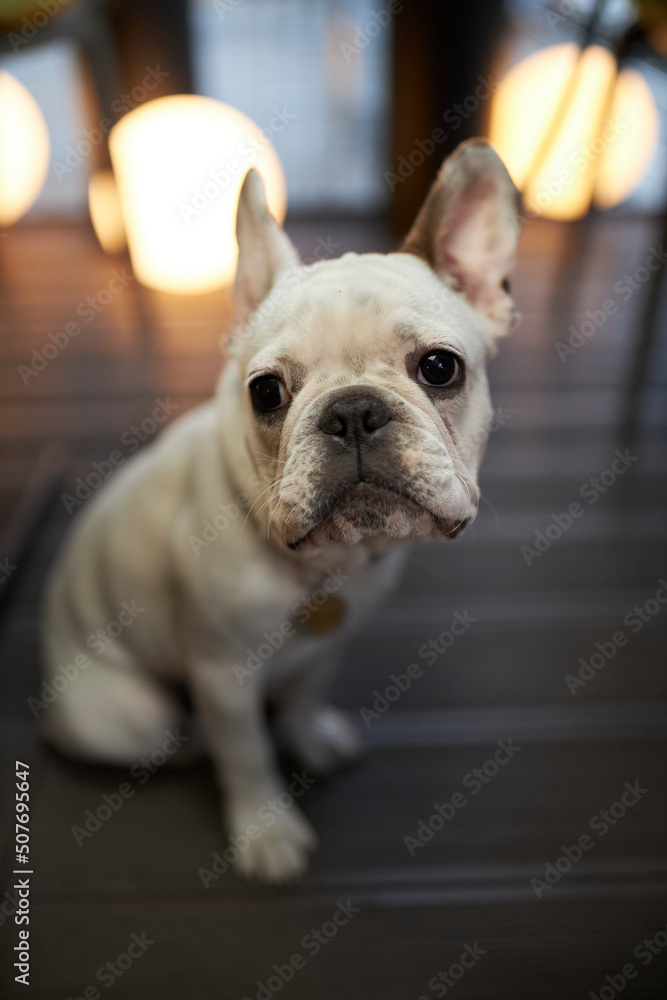 young white french bulldog close up. dog close-up. Dog portrait 