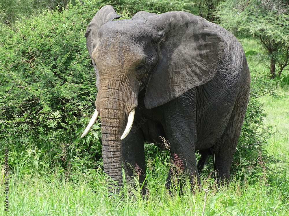 Naklejka premium Elefant