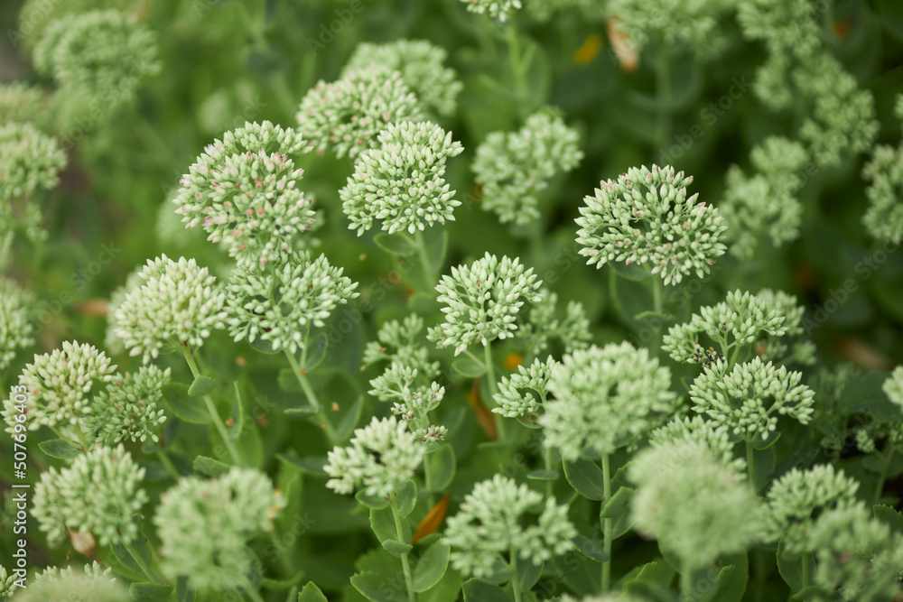 green flowers in the garden. Beautiful flowers green flowers in the garden. Beautiful flowers