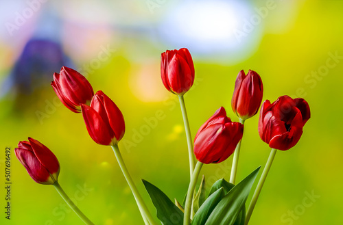 Fototapeta Naklejka Na Ścianę i Meble -  red tulips on a blurry background