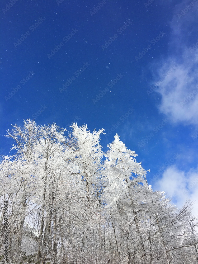 樹氷と青空　菅平スキー場
Rime and blue sky Sugadaira ski resort
