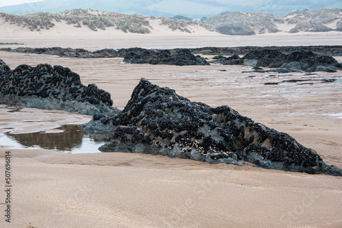 Rocks, mussels and seaweed at Saunton Sands, Devon, UK photo