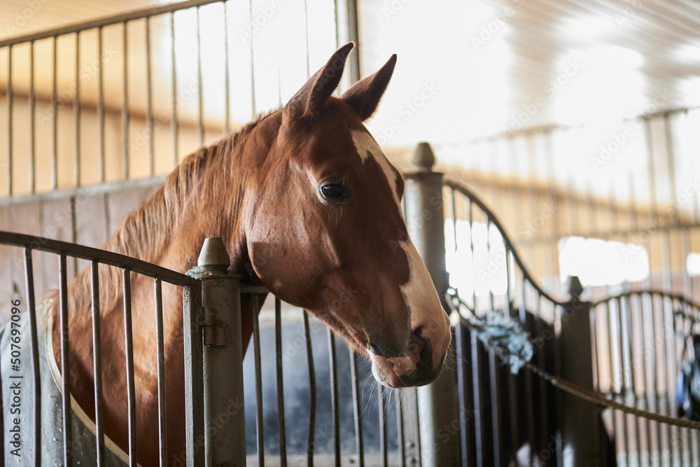 Fototapeta premium bay horse in an aviary. close-up portrait of a bay horse