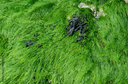 Seaweed growing on stones at the cost of Wangerooge