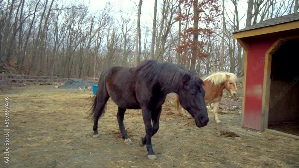 two thoroughbred horses, brown and red, concept of breeding domestic animals, breeding horses for racing two thoroughbred horses, brown and red, concept of breeding domestic animals, breeding horses for racing
