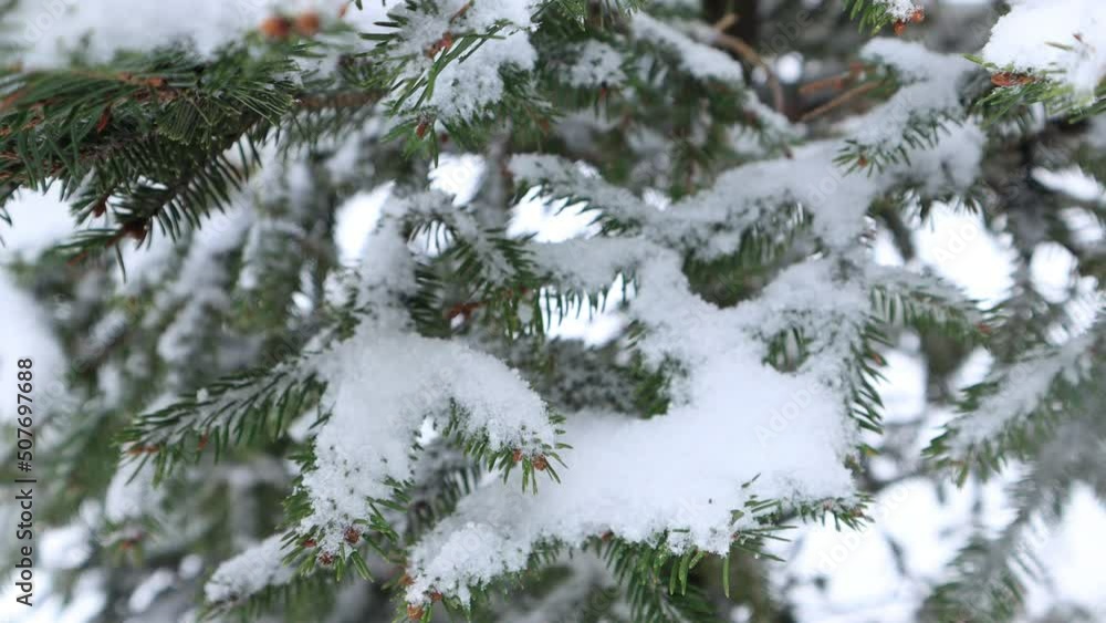 Snowflakes fall on the branches of the Christmas tree. 4K Resolution Snowflakes fall on the branches of the Christmas tree. 4K Resolution