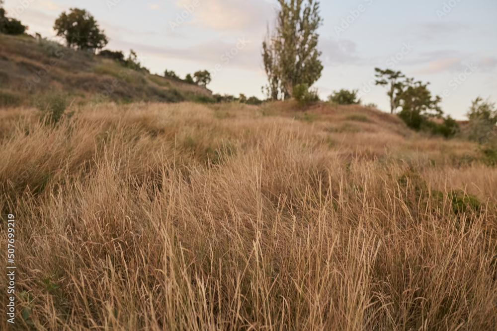 Reed vs. Sunset. Selective focus. Shallow depth of field. Beautiful sunset among the dry grass. 