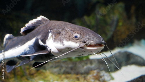 River catfish swims in the water. Large freshwater scaleless fish with long whiskers. photo