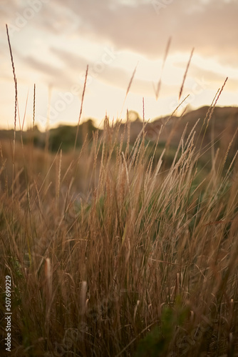 Reed vs. Sunset. Selective focus. Shallow depth of field. Beautiful sunset among the dry grass. 