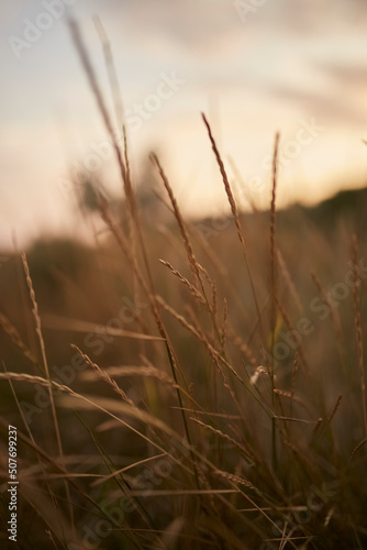 Reed vs. Sunset. Selective focus. Shallow depth of field. Beautiful sunset among the dry grass. 