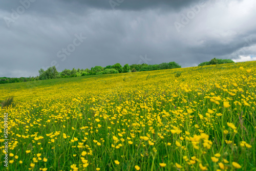 filed of buttercups