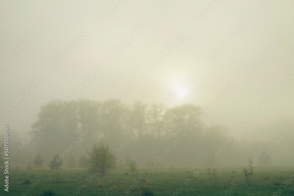 Foggy morning in the meadow Foggy morning in the meadow