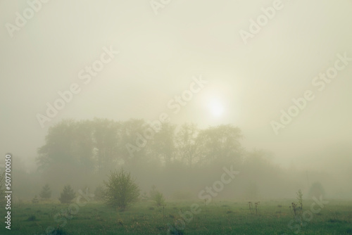 Foggy morning in the meadow