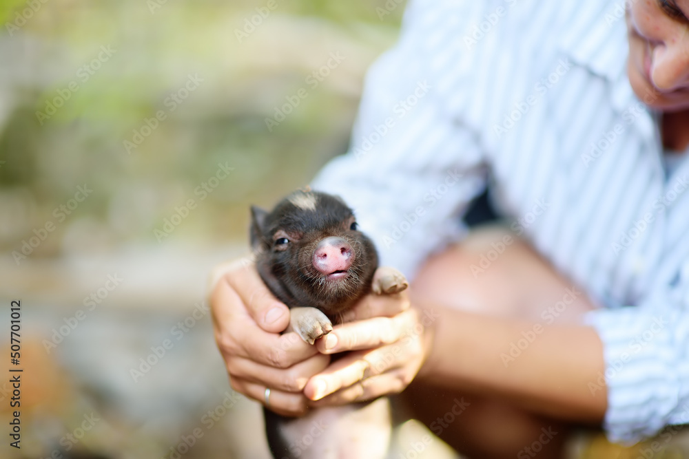 Obraz premium Cute woman farmer or veterinar exams a small piglet breed of lop-bellied on backyard of farm. Growing livestock is a traditional direction of agriculture.