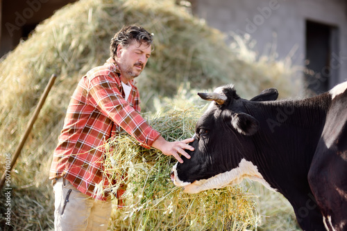 Fotografia Handsome mature farmer feeding cow with organic hay on the backyard of dairy farm