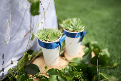 Succulents in white pots. Beautiful green succulents 