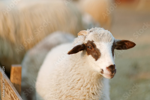 Small lamb on background of sheeps in corral on the farm. Bio organic healthy food and wool production. Growing livestock is a traditional direction of agriculture. Animal husbandry.