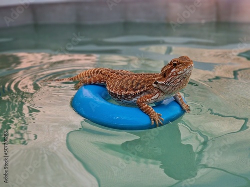 Baignade d'un lézard