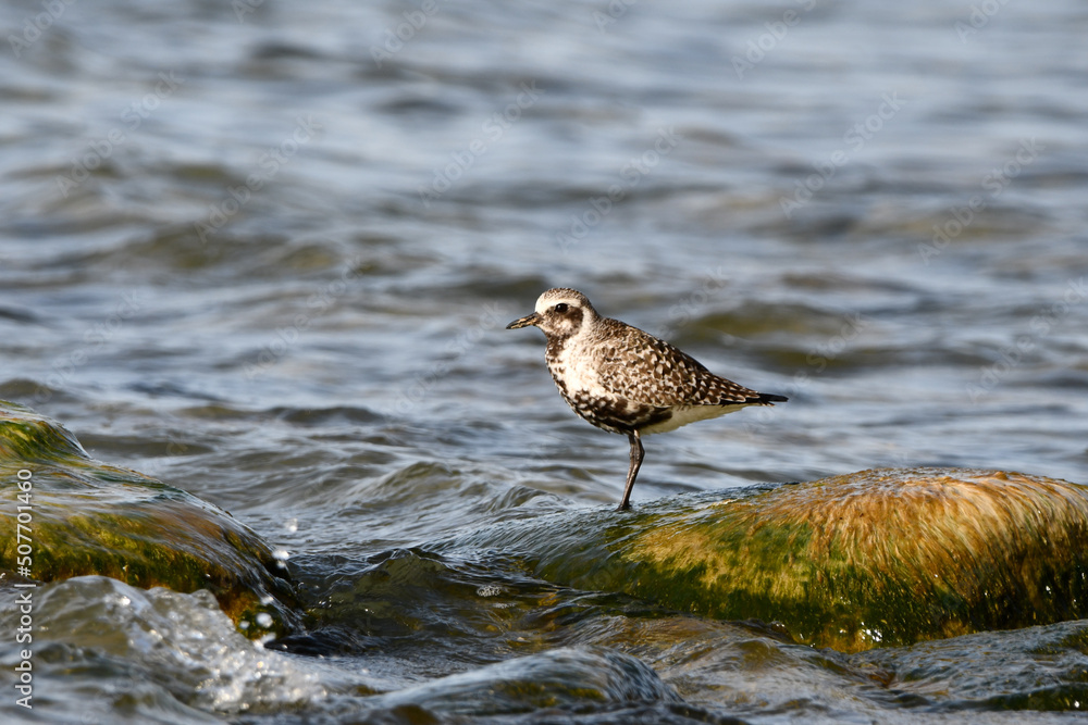 Ruddy Turnstone shorebird stands on rock along shore line during migration Ruddy Turnstone shorebird stands on rock along shore line during migration