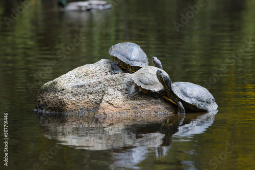 Turtles warming up in the sun on a rock in the middle of a pond.