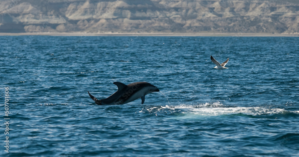 Fototapeta premium Dusky dolphin jumping , Peninsula Valdes , Unesco World Heritage Site, Patagonia , Argentina.