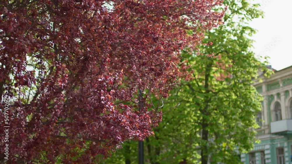 Spring Park. red blossoming tree. beauty of spring nature. walks around city. Spring Park. red blossoming tree. beauty of spring nature. walks around city.