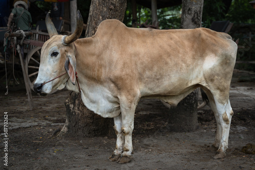 Beautiful healthy Cow brown color standing on the agricultural farm area in the countryside of Thailand.