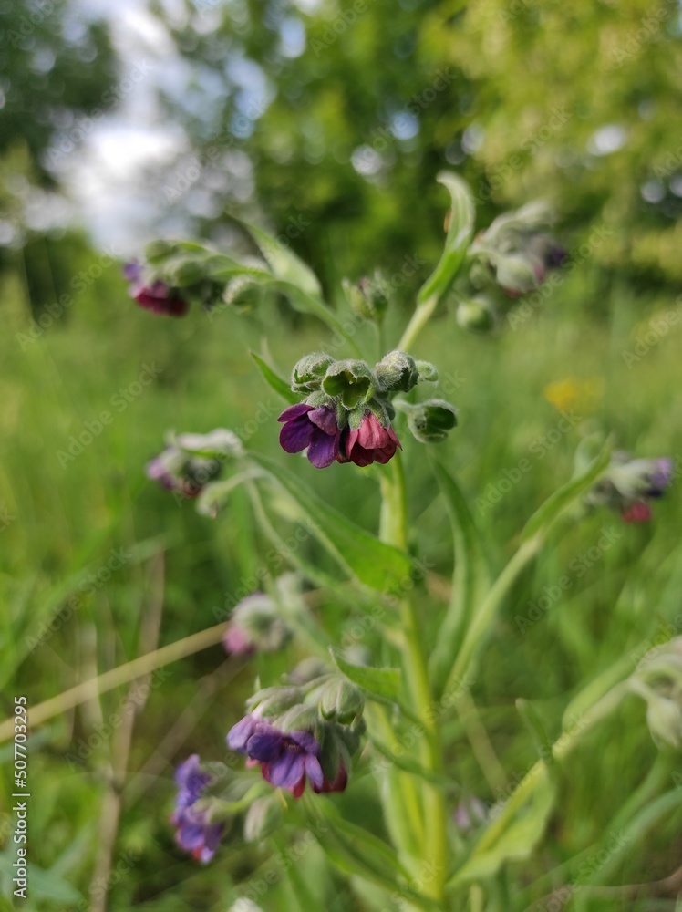 flowers in the field flowers in the field