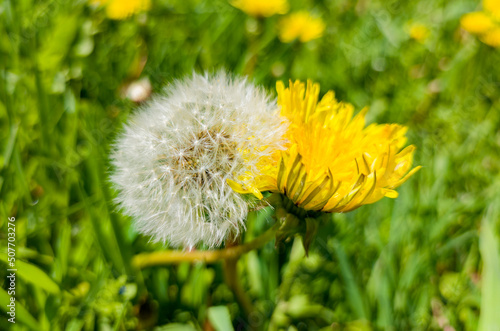 Two dandelion flowers are hugging. Summer love in nature.