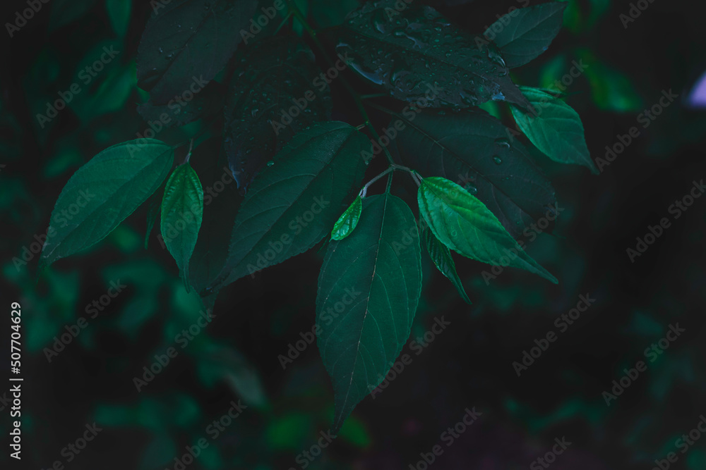 Obraz premium Top view leaf background.Green leaves color tone dark in the morning.Tropical Plant in Thailand,environment,good air.photo concept nature and plant.