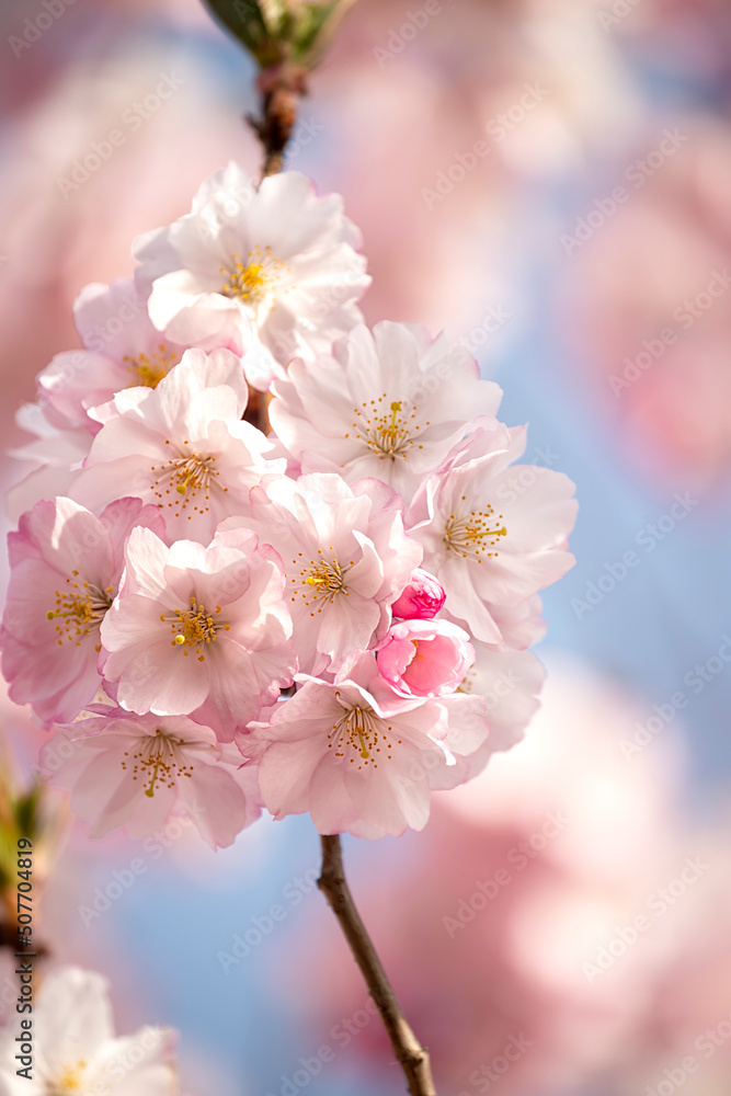 delicate flowers of pink sakura . Delicate artistic photo. selective focus.
delicate flowers of pink sakura . Delicate artistic photo. selective focus.