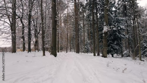 Wallpaper Mural Beautiful winter forest snow scene with deep virgin snow. Flying through the trees during the winter. Torontodigital.ca
