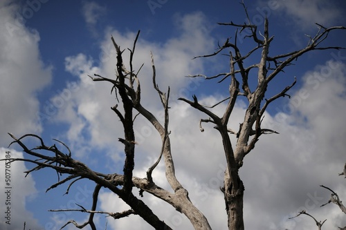 Parte superiore dei rami dell'albero secco, sullo sfondo del cielo blu con nuvole photo