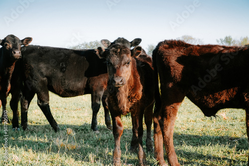 calf in a field 