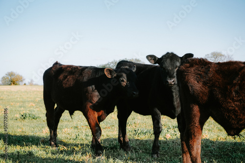 cow in a field 