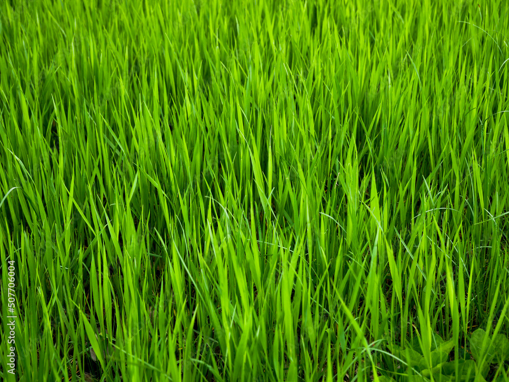 Spring wild green grass has grown high, background Spring wild green grass has grown high, background