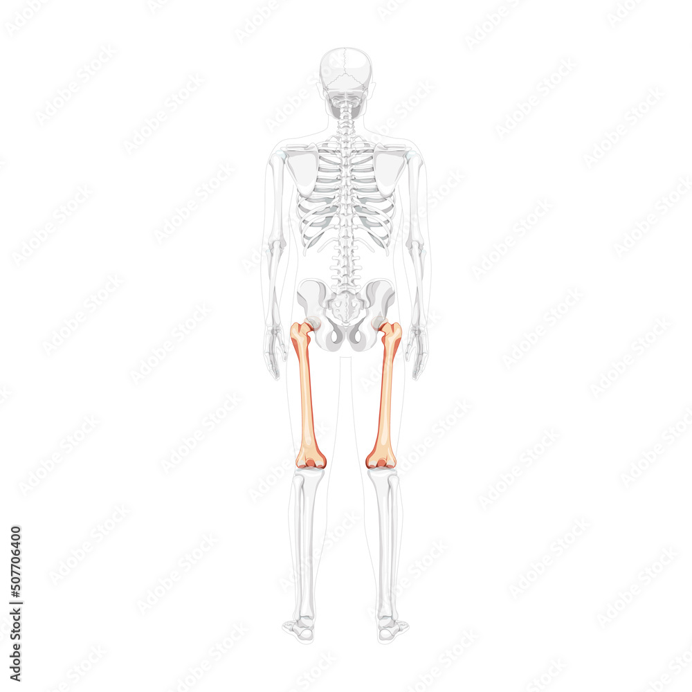 Skeleton femur thigh bone Human back view with partly transparent bones position. Set of 3D realistic flat natural color concept Vector illustration of anatomy isolated on white background