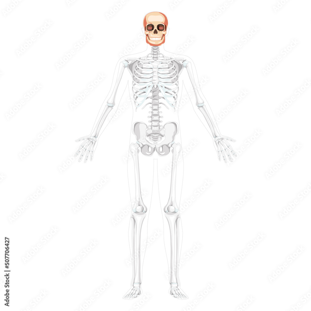 Human head Skull Skeleton front view with open hands partly transparent body position. Jaws Anatomically correct model. Chump realistic flat concept Vector illustration isolated on white background