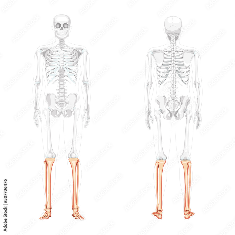 Skeleton leg tibia, fibula, Foot, ankle Human front back view with partly transparent bones position. 3D Anatomically correct realistic flat concept Vector illustration isolated on white background Skeleton leg tibia, fibula, Foot, ankle Human front back view with partly transparent bones position. 3D Anatomically correct realistic flat concept Vector illustration isolated on white background