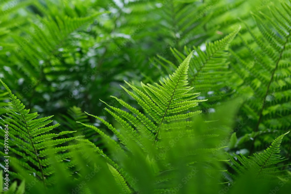 Defocused nature background green color, selective focus. Light Green fern leave in the forest. Leaves texture, natural background.
