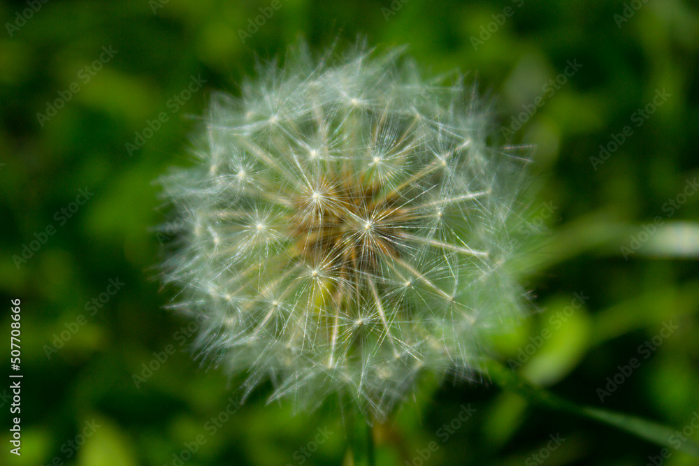 Dandelion flower on the field. Background. Dandelion flower on the field. Background.