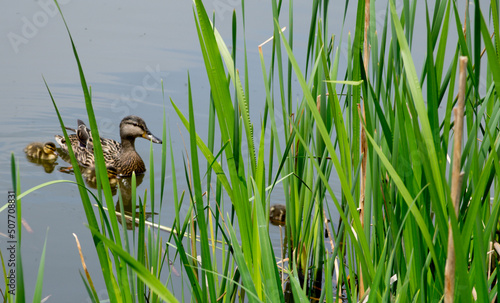 duck  with baby ducklings in the grass