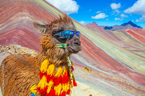Funny Alpaca, Lama pacos, near the Vinicunca mountain, famous destination in Andes, Peru photo