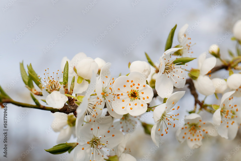 Obraz premium Branch of beautiful blossoming plum tree outdoors, closeup. Spring season