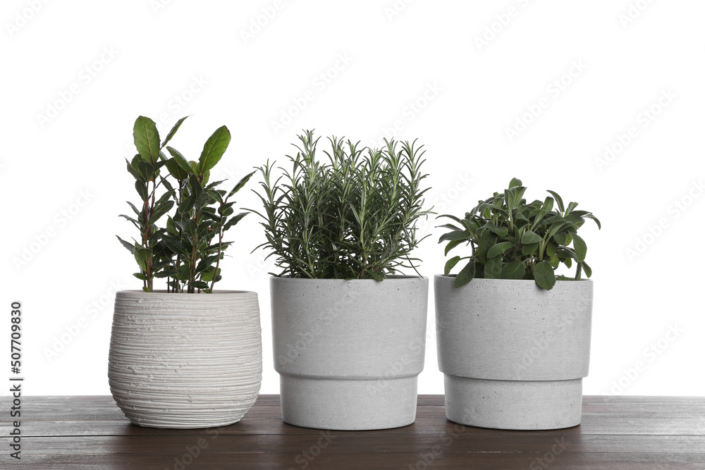 Pots with bay, sage and rosemary on wooden table against white background Pots with bay, sage and rosemary on wooden table against white background