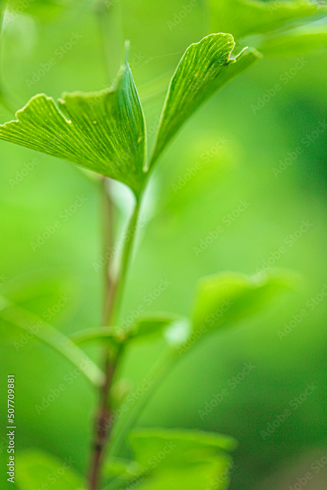 Fototapeta premium Ginkgo biloba leaf on green blurred background.Ginkgo biloba plant in summer green garden.Alternative medicine and homeopathy.Green natural pharmacy.