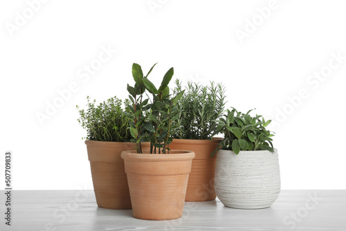 Pots with thyme, bay, sage and rosemary on table against white background