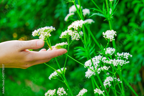 White flowers of Valerian officinalis . Women's hands collect blooming valerian. Hand touches valerian flowers in the summer garden .Healing herbs photo