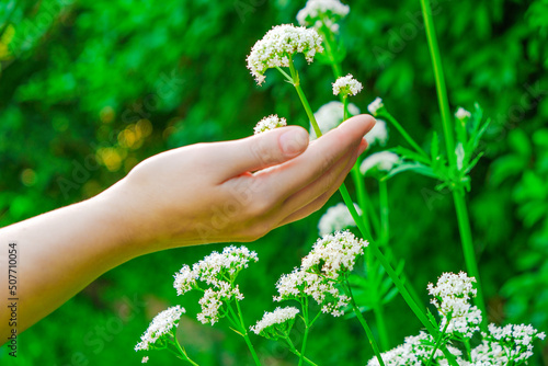 hands collect blooming valerian.Flowering Valerian. Hand touches valerian flowers in the summer garden .Healing flowers and herbs.White flowers of Valerian officinalis  photo