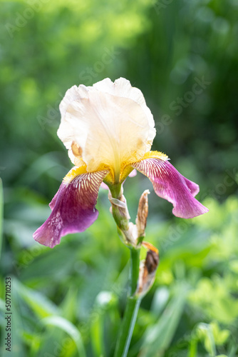 Iris
